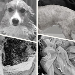 🔥New Year Hot Sale 50% OFF🐕Soft Absorbent and Quick-Drying Dog Bathrobe