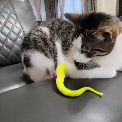 Typared Jiggle Ball for Cat