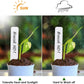 🔥hot sale 🔥Plant Labels 300PCS, Gardening Gifts for Women Men