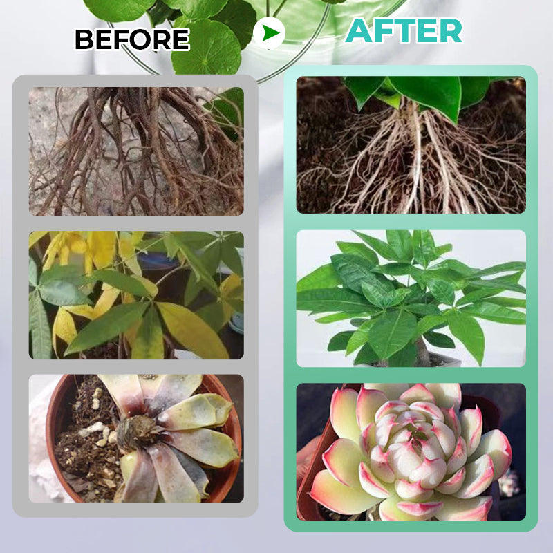 ✨Buy 1 Get 1 Free✨Hydroponic Nutrient Solution for Plant Growth
