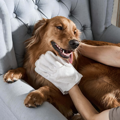 🔥Free Shipping🔥 Rinse-Free Pet Cleaning Deodorizing Gloves