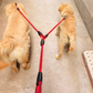 🐕Heavy-Duty Double Dog Leash